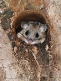 Glis glis